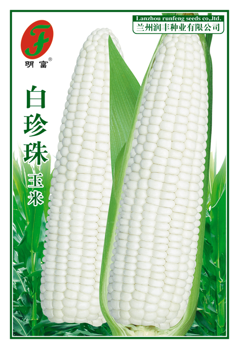 白珍珠