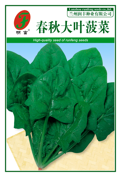 春秋大叶菠菜