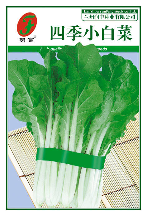 四季小白菜