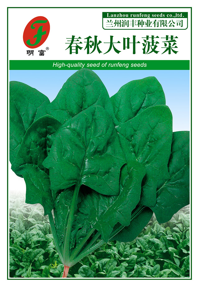 18-26春秋大叶菠菜