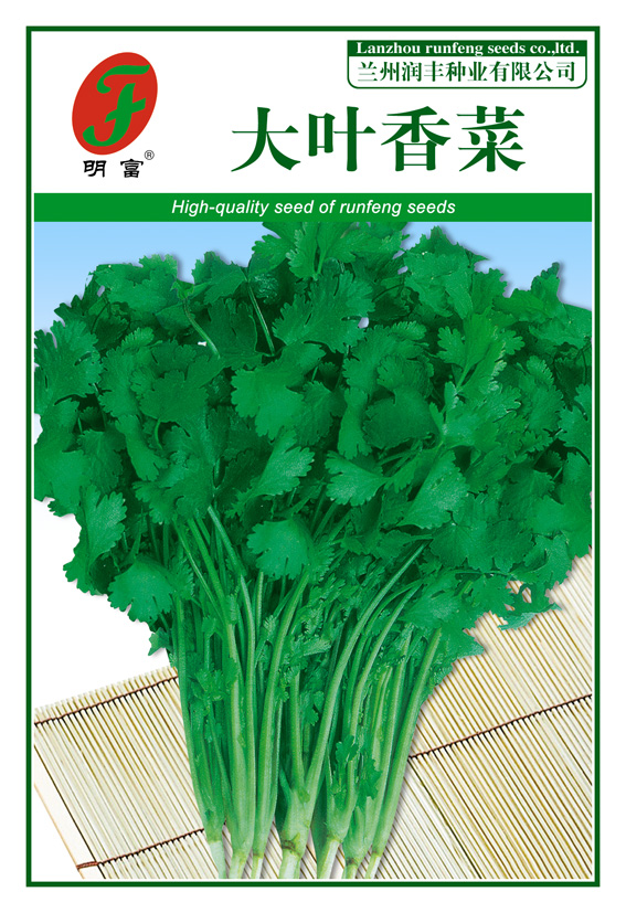 大叶香菜