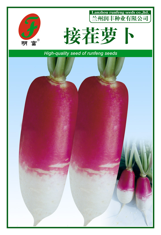 接茬萝卜
