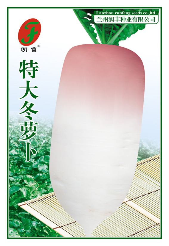 特大冬萝卜
